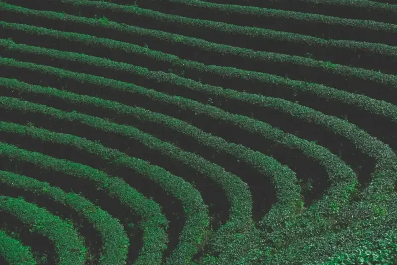 greenery-layers-1024x683.jpg