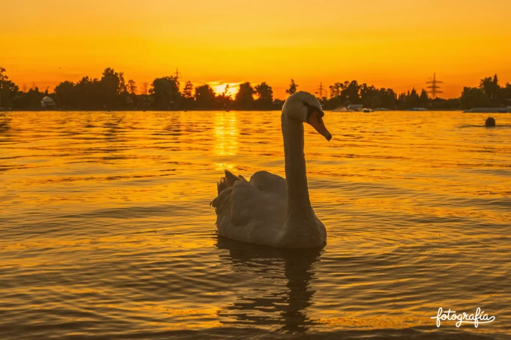 Temperatura de color en la fotografia